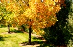 Autumn Tree - Front Yard Beauty